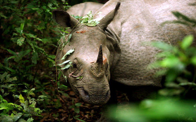 Непал-Читван-носорог