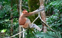 bako-proboscis-monkey