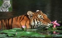 роль бенгальского тигра в Сундарбан Бангладеш